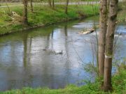 Prlvement ponctuel
	en rivire